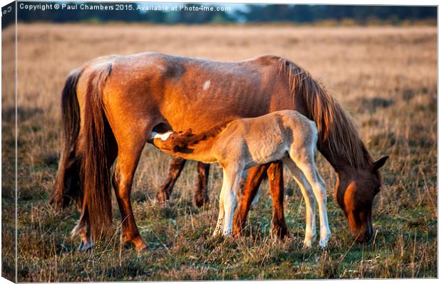  Mother & Foal Canvas Print by Paul Chambers