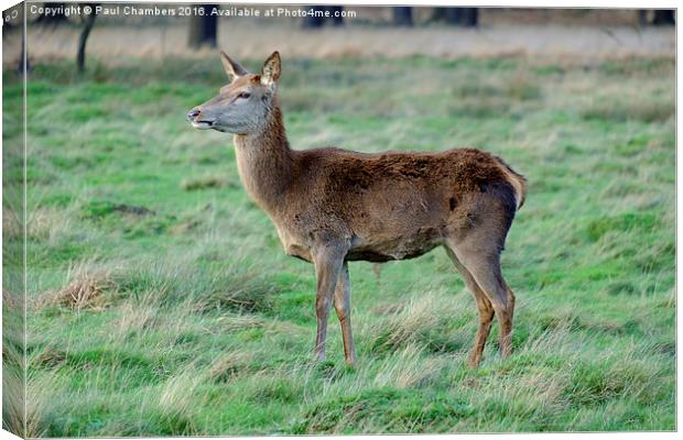 Red Deer. Canvas Print by Paul Chambers