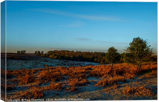 New Forest A beautiful start to the day fabulous g Canvas Print by Paul Chambers