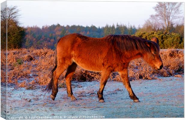 New Forest Pony. Canvas Print by Paul Chambers