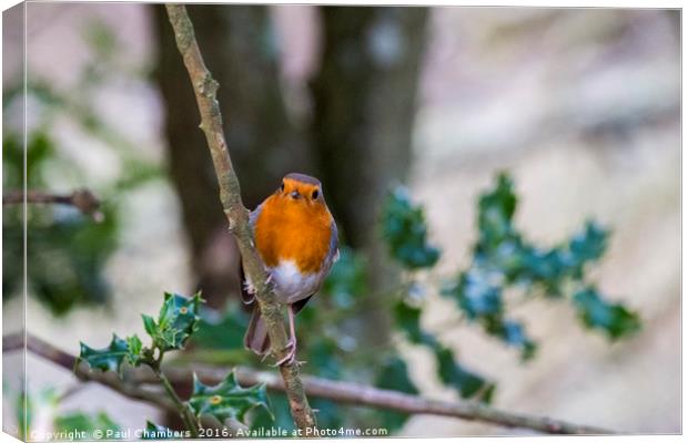 A beautiful Robin Red Breast in the New Forest Ham Canvas Print by Paul Chambers