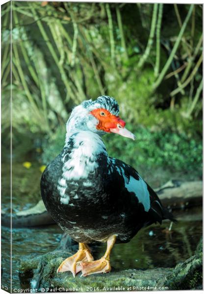 Muscovy Duck (cairina moschata) male in the New Fo Canvas Print by Paul Chambers
