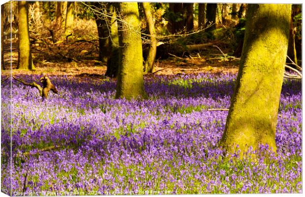 Bluebell Woods Canvas Print by Paul Chambers