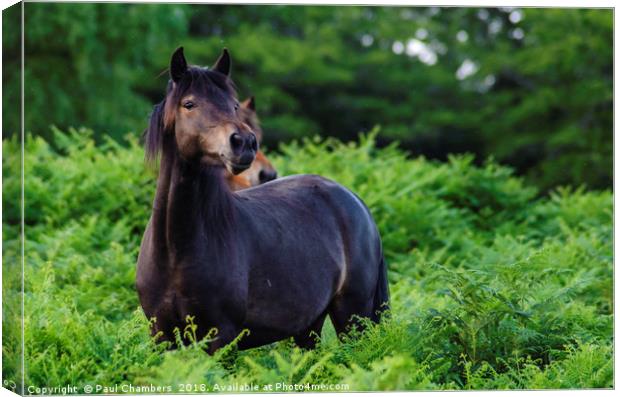 New forest Pony Canvas Print by Paul Chambers