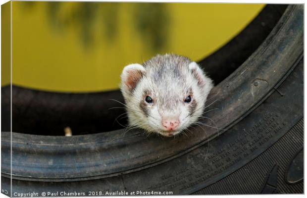 Ferret in a car tyre Canvas Print by Paul Chambers