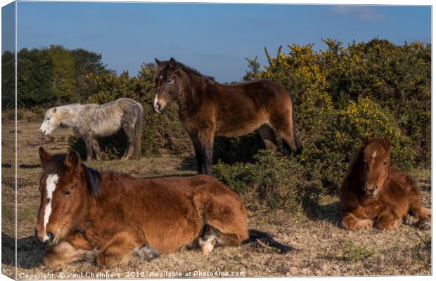 New Forest Ponies Canvas Print by Paul Chambers