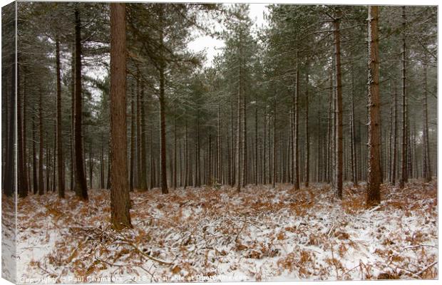 Winter In the New Forest Canvas Print by Paul Chambers