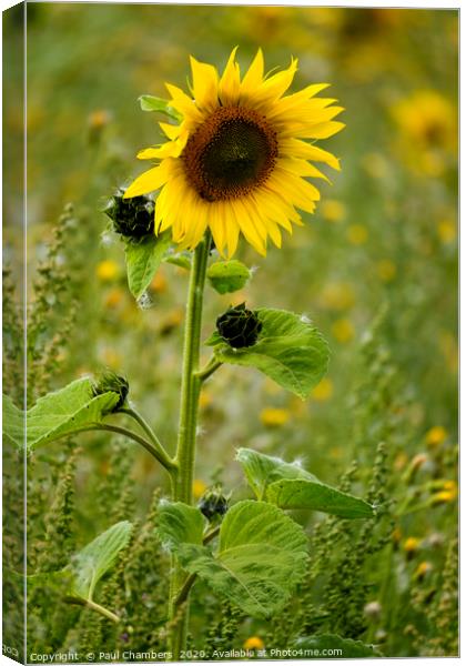 Sunflower Canvas Print by Paul Chambers