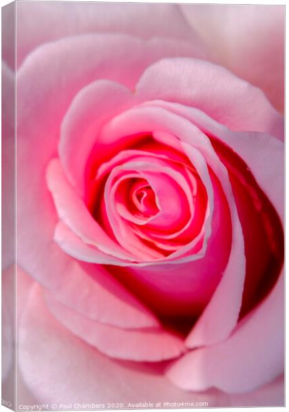 Pink Rose Canvas Print by Paul Chambers