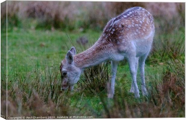 Young Roe Deer Canvas Print by Paul Chambers