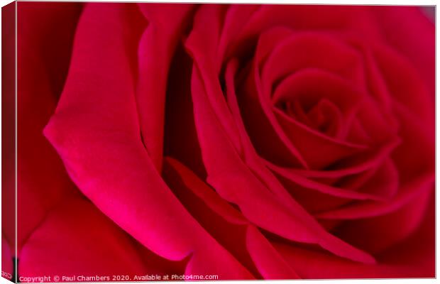 Red Rose Canvas Print by Paul Chambers