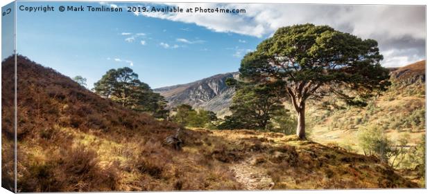 Sunlit Tree  Canvas Print by Mark Tomlinson