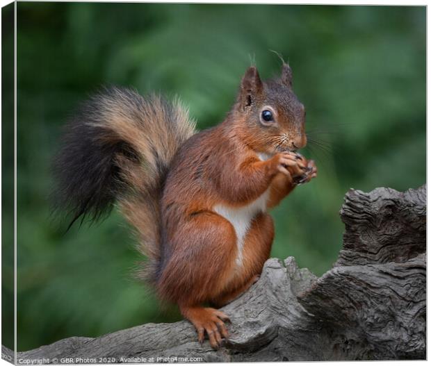 Red Squirrel Canvas Print by GBR Photos
