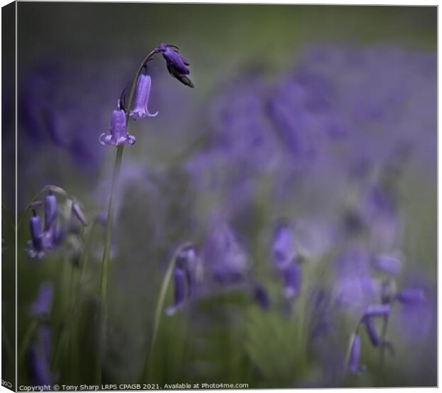 WOODLAND BLUEBELLS Canvas Print by Tony Sharp LRPS CPAGB