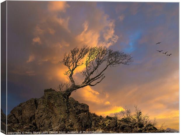 LONE TREE AT DUSK - THE LAKE DISTRICT Canvas Print by Tony Sharp LRPS CPAGB