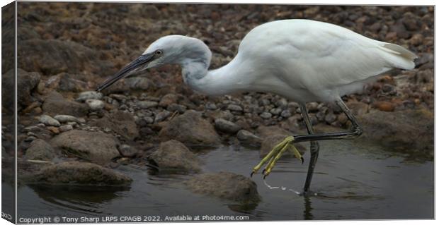  LITTLE EGRET - RYE HARBOUR, EAST SUSSEX Canvas Print by Tony Sharp LRPS CPAGB