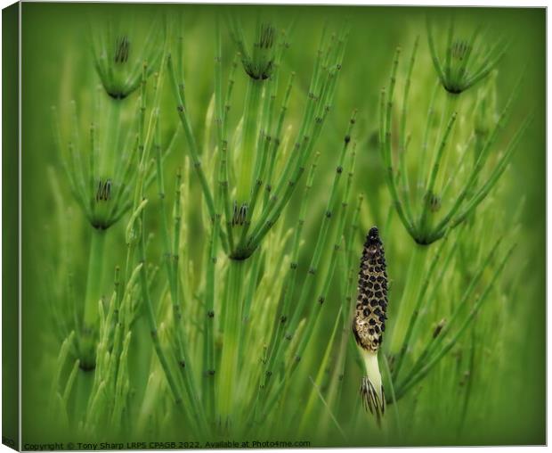 HORSETAIL PLANTS - RYE HARBOUR, E. SUSSEX Canvas Print by Tony Sharp LRPS CPAGB