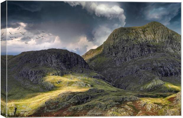 HARRISON STICKLE SUNLIGHT Canvas Print by Tony Sharp LRPS CPAGB