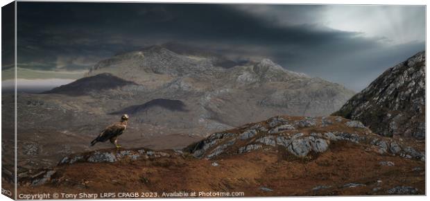 THE MAGNIFICENT GOLDEN EAGLE - WESTER ROSS, SCOTTISH HIGHLANDS  Canvas Print by Tony Sharp LRPS CPAGB