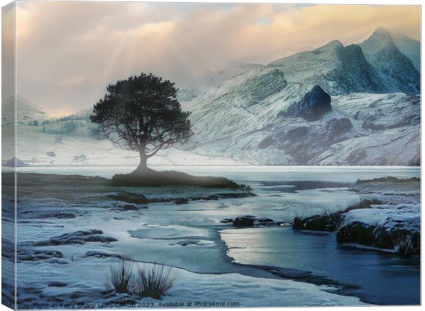 A TREE AMONGST ICE Canvas Print by Tony Sharp LRPS CPAGB