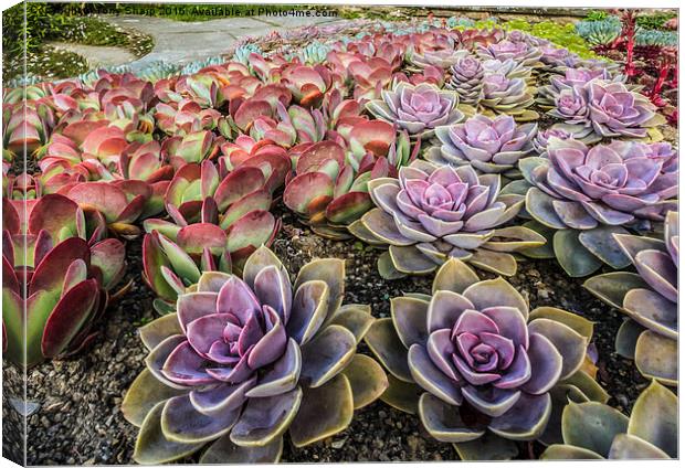  Succulents in a Formal Setting Canvas Print by Tony Sharp LRPS CPAGB