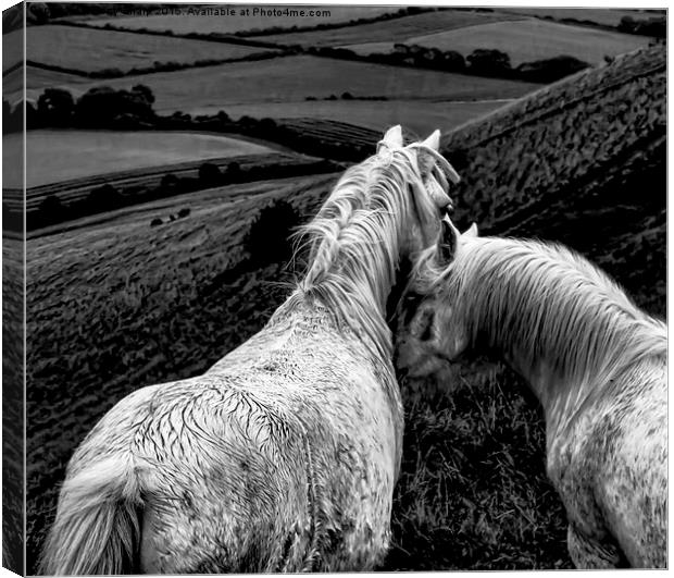  Greys on Dark Grey Canvas Print by Tony Sharp LRPS CPAGB