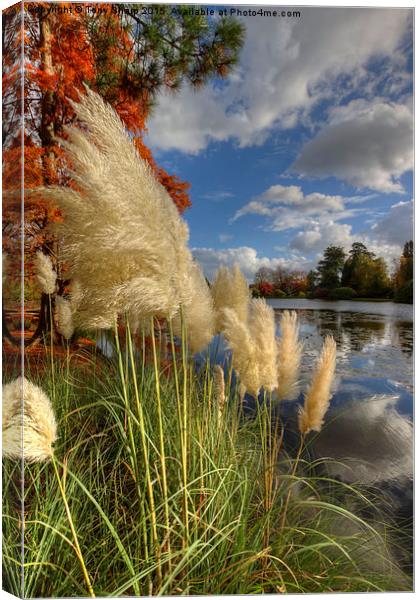  Pampas Grass by a Lake Canvas Print by Tony Sharp LRPS CPAGB