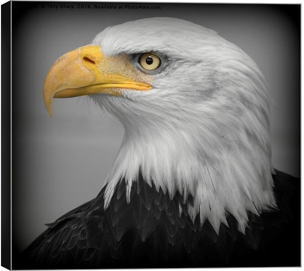 American Bald Eagle (Haliaeetus leucocephalus) Canvas Print by Tony Sharp LRPS CPAGB