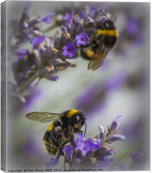 Bees in Lavender Canvas Print by Tony Sharp LRPS CPAGB