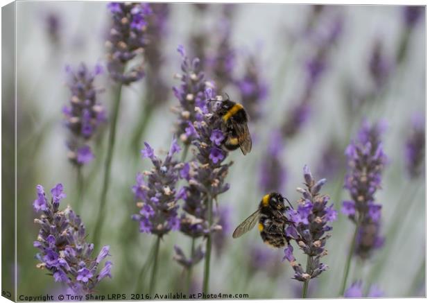 Bees Amongst the Lavender Canvas Print by Tony Sharp LRPS CPAGB