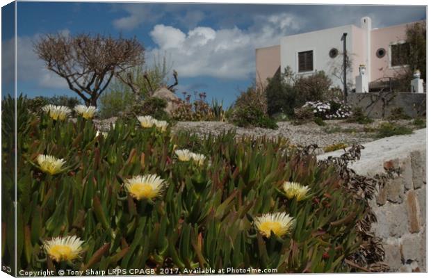 GARDEN ON THE ISLAND OF LIPARI,  SICILY Canvas Print by Tony Sharp LRPS CPAGB