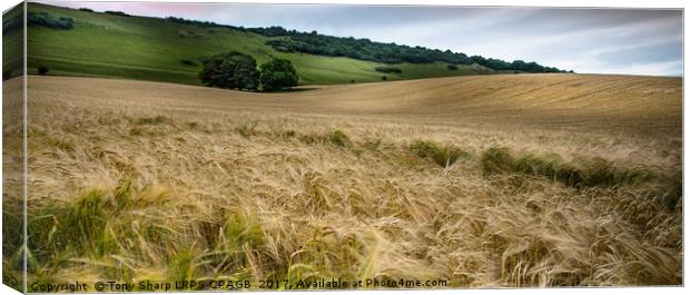 IN FIELDS OF GOLD Canvas Print by Tony Sharp LRPS CPAGB