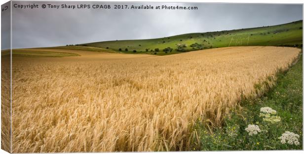 THE LONG MAN OF WILMINGTON ABOVE A FIELD OF WHEAT Canvas Print by Tony Sharp LRPS CPAGB