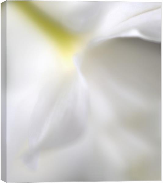 SPRING GLOW Canvas Print by Tony Sharp LRPS CPAGB