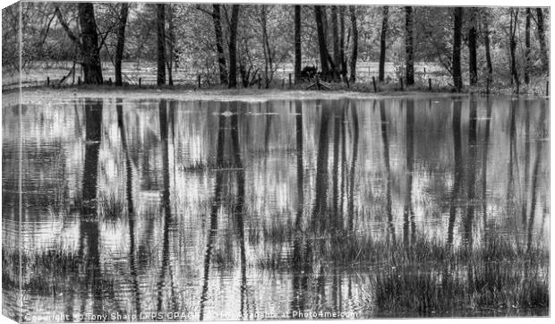 REFLECTIONS IN A FLOODED MEADOW Canvas Print by Tony Sharp LRPS CPAGB