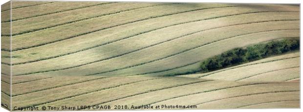 FIELD PATTERNS Canvas Print by Tony Sharp LRPS CPAGB