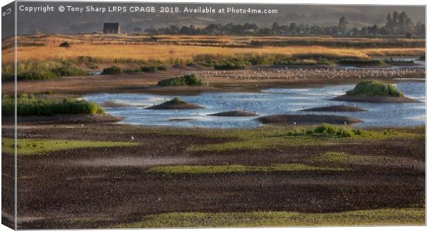 RYE HARBOUR NATURE RESERVE Canvas Print by Tony Sharp LRPS CPAGB