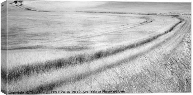 SWEEPING THROUGH -SOUTH DOWNS Canvas Print by Tony Sharp LRPS CPAGB