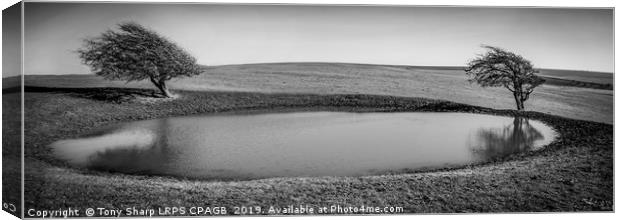 SUSSEX DOWNS DEWPOND Canvas Print by Tony Sharp LRPS CPAGB
