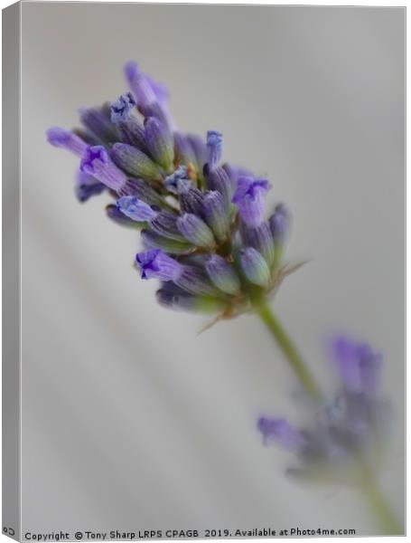 LAVENDER DETAIL Canvas Print by Tony Sharp LRPS CPAGB