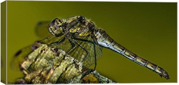 AUTUMN DRAGONFLY Canvas Print by Tony Sharp LRPS CPAGB
