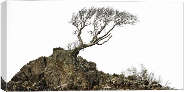 LONE TREE ON ROCKY OUTCROP Canvas Print by Tony Sharp LRPS CPAGB