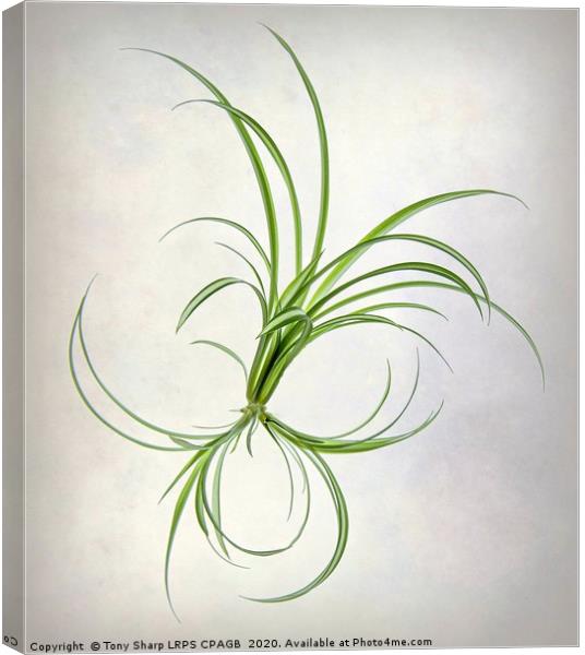 SPIDER PLANT (Chlorophytum comosum) Canvas Print by Tony Sharp LRPS CPAGB