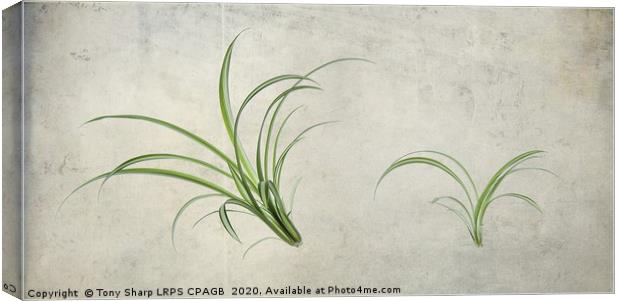 SPIDER PLANTS (Chlorophytum comosum) Canvas Print by Tony Sharp LRPS CPAGB