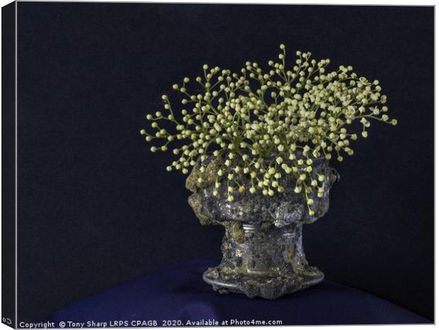 ELDERFLOWER IN JETSAM Canvas Print by Tony Sharp LRPS CPAGB