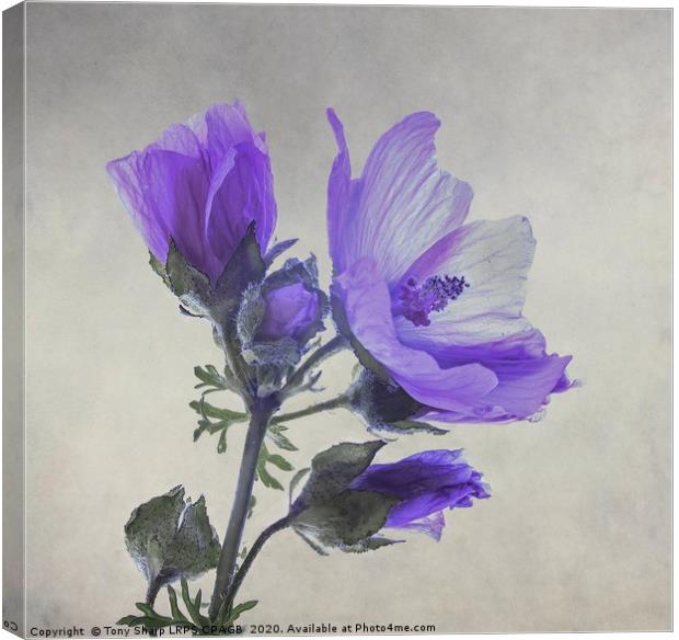 BLUE FLOWER OF WILD GERANIUM Canvas Print by Tony Sharp LRPS CPAGB