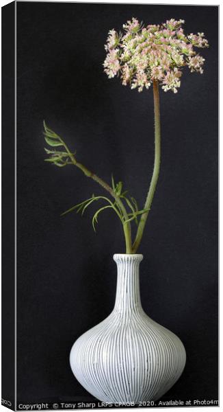 WILD CARROT FLOWER STEM IN CLAY VASE Canvas Print by Tony Sharp LRPS CPAGB