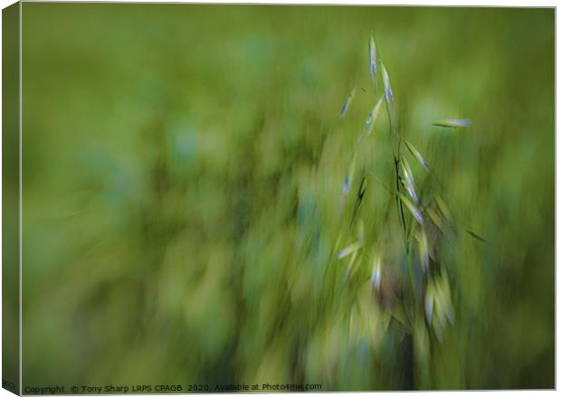 OATS AMONG THE BARLEY Canvas Print by Tony Sharp LRPS CPAGB