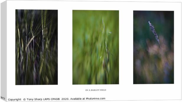 IN A BARLEY FIELD TRIPTYCH  Canvas Print by Tony Sharp LRPS CPAGB