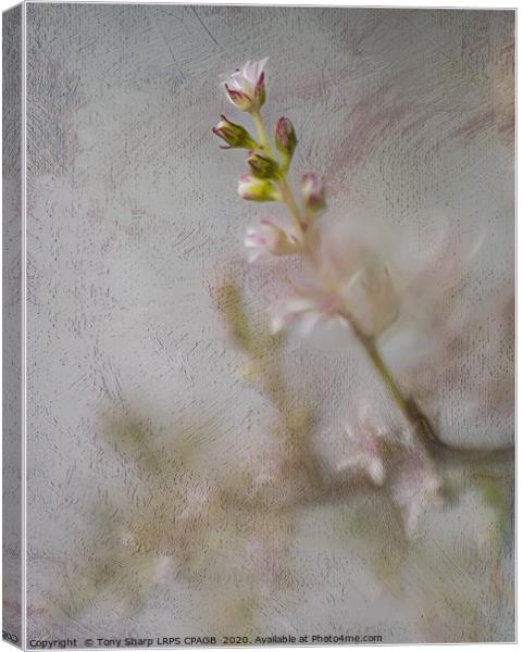 DELICATE BLOOMS Canvas Print by Tony Sharp LRPS CPAGB